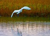 Egret In Flight_32955